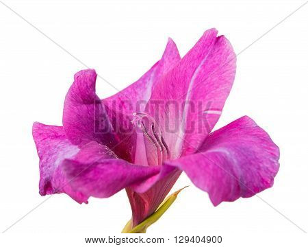 Studio Shot of Indigo and Violet Colored Gladiolus Isolated on White Background. Large Depth of Field (DOF). Macro.