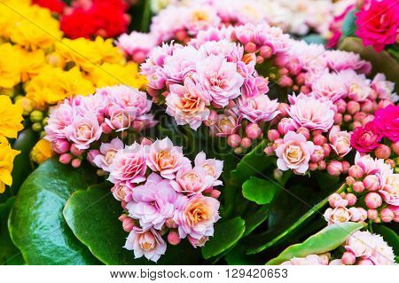 Vibrant colorful  holiday or birthday background with many beautiful colorful pink Kalanchoe flowers  in greenhouse
