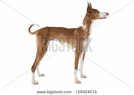 One year old Podenco ibicenco dog isolated on white background