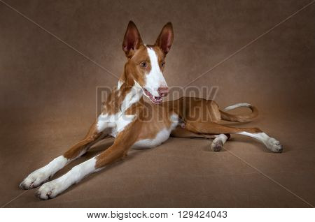 One year old purebred Ibizan Hound (Podenco ibicenco) dog lying in front of brown background