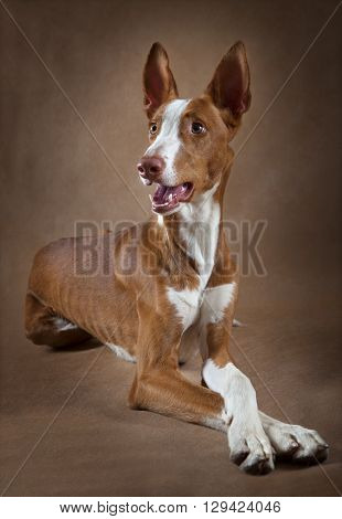 Portrait of one year old purebred Ibizan Hound (Podenco ibicenco) dog lying in front of brown background
