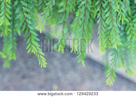 plants with small green leaves in spring