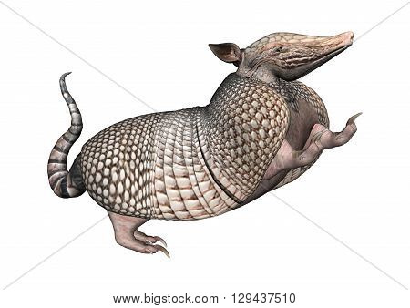 3D Rendering Armadillo On White