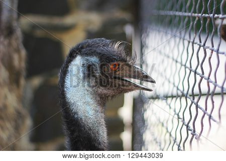 Portrait of an emu at a zoo