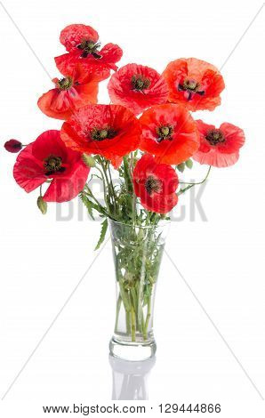 Bouquet of red poppies in glass vase isolated on white