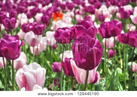 Detail of a violet (purple) flower among many pink and white lilies, in the city garden bed as a symbol of love and beauty
