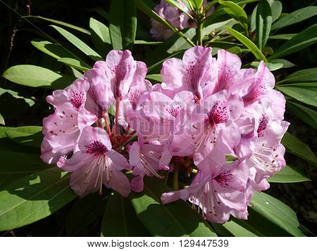 Pink Blossoming Rhododendron In The Spring