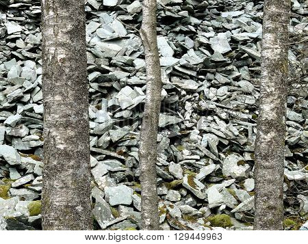 Scree from old slate quarry and trees uk