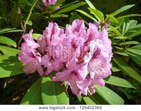Pink Blossoming Rhododendron In The Spring