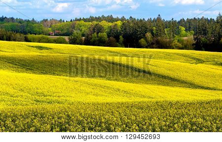 Beautiful Summer Rural Landscape