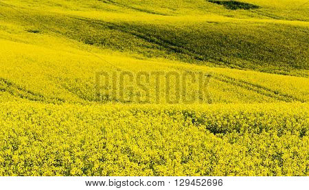 Beautiful Summer Rural Landscape