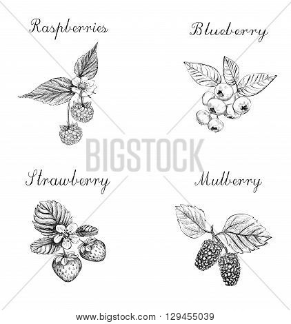 Blueberries raspberries strawberries and mulberries vector illustration. Set of berries skech.