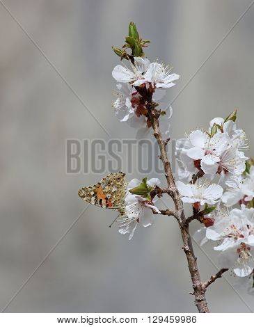 Blossoming apricot flowers and butterfly