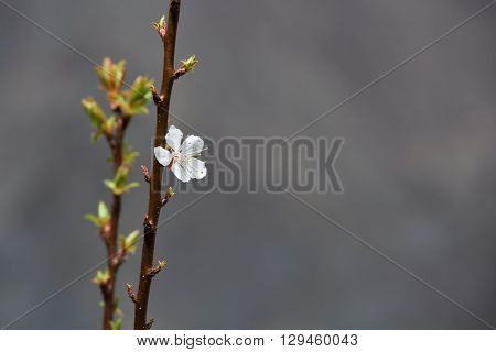 Blossoming apricot flowers on twigs