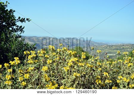 Beautiful garden flowerssummer flower background in Crèta