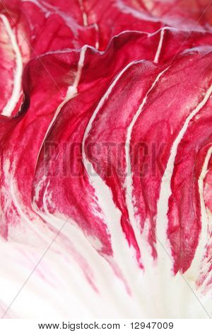 Resumen de cerca de un radicchio