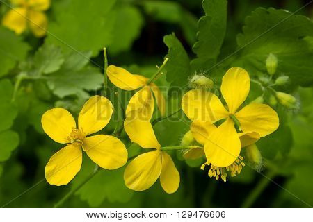 Celandine (Chelidonium) flowers in garden. Healthy concept.