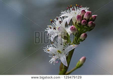 Bogbean menyanthes trifoliata inflorescence of blooming water plant closeup with copy space selected focus and narrow depth of field