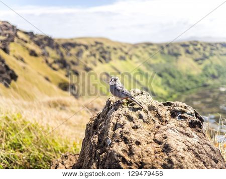 The Bird of the Easter Island, Chile