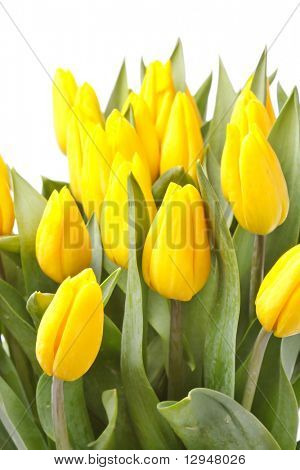 krásné žluté tulipány