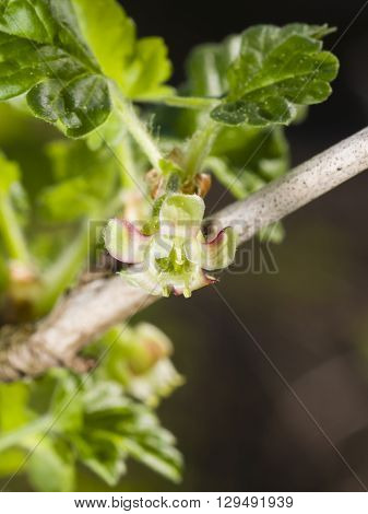 Flower on blossoming gooseberry Ribes uva-crispa macro selective focus shallow DOF