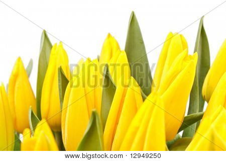 krásné žluté tulipány