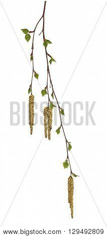 birch twig with flowering catkins blossoming branch of catkins willows close up in early spring isolated elements on white background for scrapbook object