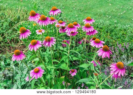 Echinacea purpurea (purple coneflower or the eastern) flowers in bloom.
