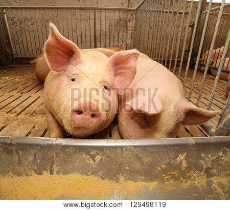 Fat Pigs In A Sty On A Farm