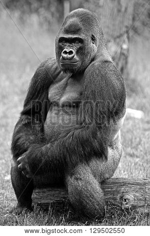Isolated Western Lowland gorilla in black and white