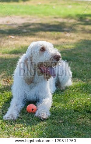 Large Italian Spinone lying in the shade at the dog park.