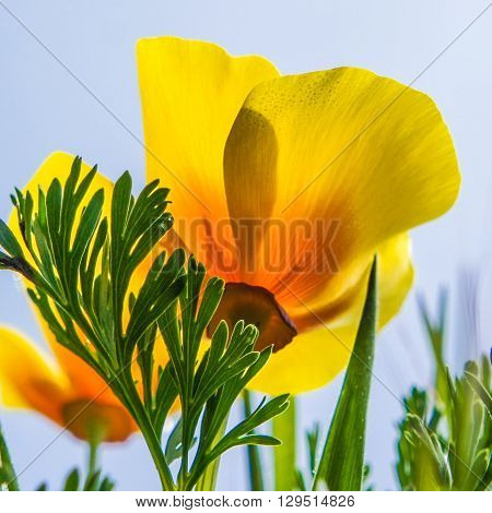 Yellow Poppy flower found on the coastal cliffs of Northern California