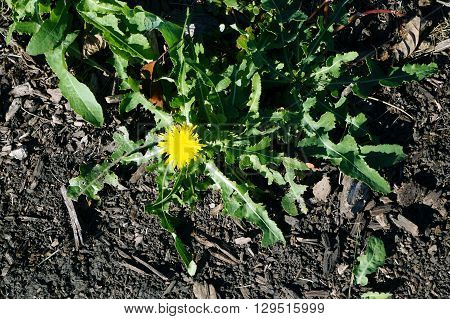 A prickly sow thistle (Sonchus asper) blooms in the Wildflower Park in Naperville, Illinois.