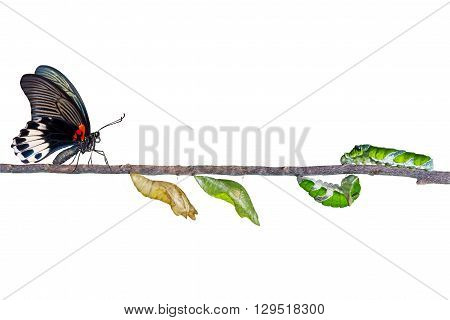 isolated life cycle of female great mormon butterfly from caterpillar with clipping path
