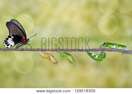 Life cycle of female great mormon butterfly from caterpillar