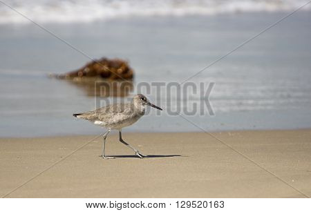 Shorebird walks along Hermosa Beach, California just above waterline.