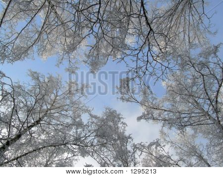 Белый ветви деревьев