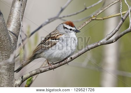 Chipping Sparrow (Spizella passerina) perched in a tree - Ontario Canada