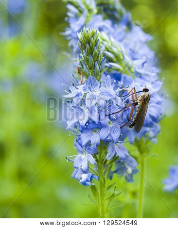 Mosquito on blue flower, mosquito is carrier of dengue fever in tropical countries