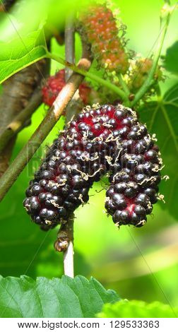 A pair of ripe sweet mulberry hanging down its plant in bright sun.
