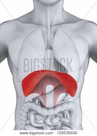 Human Diaphragm Anatomy Illustration . 3D render