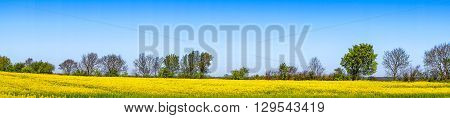 Rapeseed Field In Blue Sky In Panorama