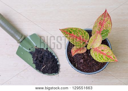 Colorful Plant In Zinc Pot