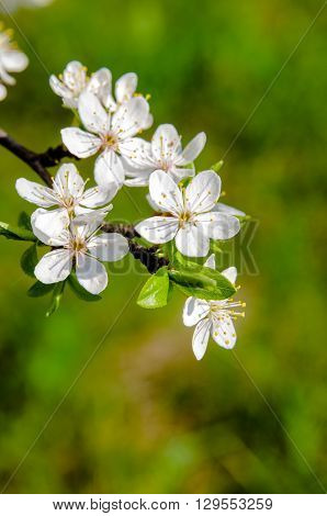 branch of cherry blossoms on a green background