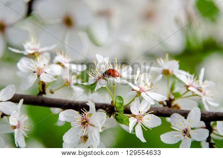a ladybug on a branch in spring cherry blossoms