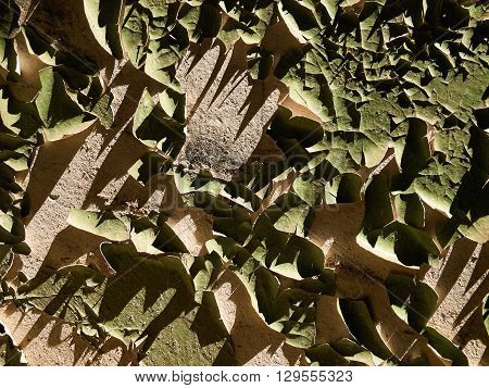 Flaked green paint on the sunlit plastered wall