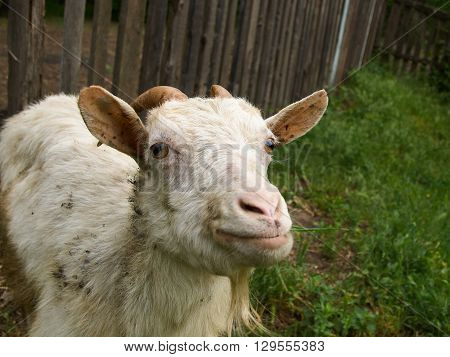 White dirty staring goat against the old wooden fence