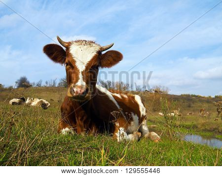 Piebald cow laying in the grass on the meadow with many cows and blue sky in background