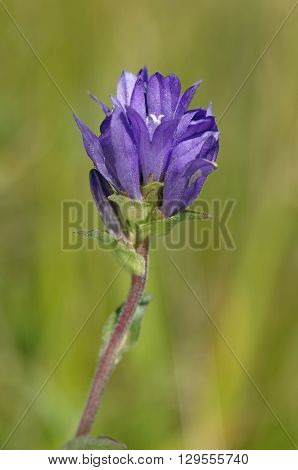 Clustered Bellflower - Campanula glomerata 
Grassland Flower