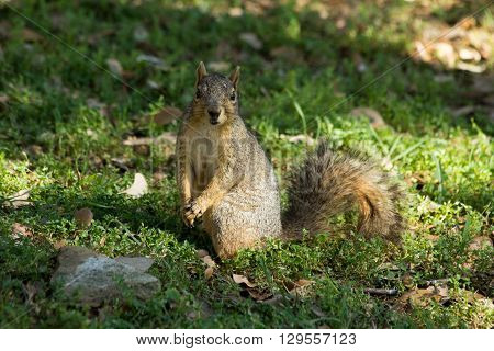 Squirrel holding front paws together and begging